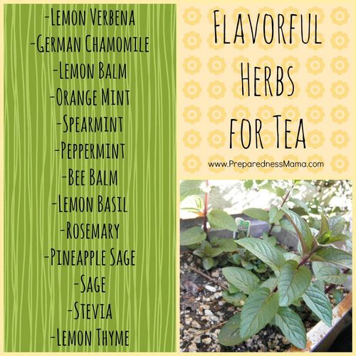 Use Sage Herb Tea To Enhance Your Health 